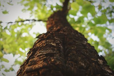 Low angle view of tree trunk