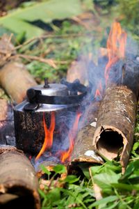 Fire hydrant on log