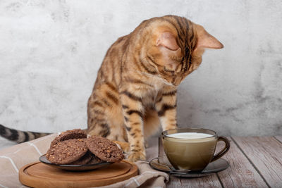 Bengal cat, a cup of milk and cookies in a bowl on a wooden table.