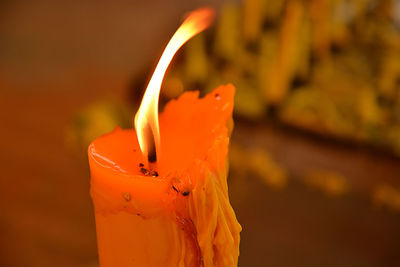 Close-up of orange rose flower