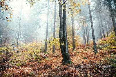 Trees in forest during autumn