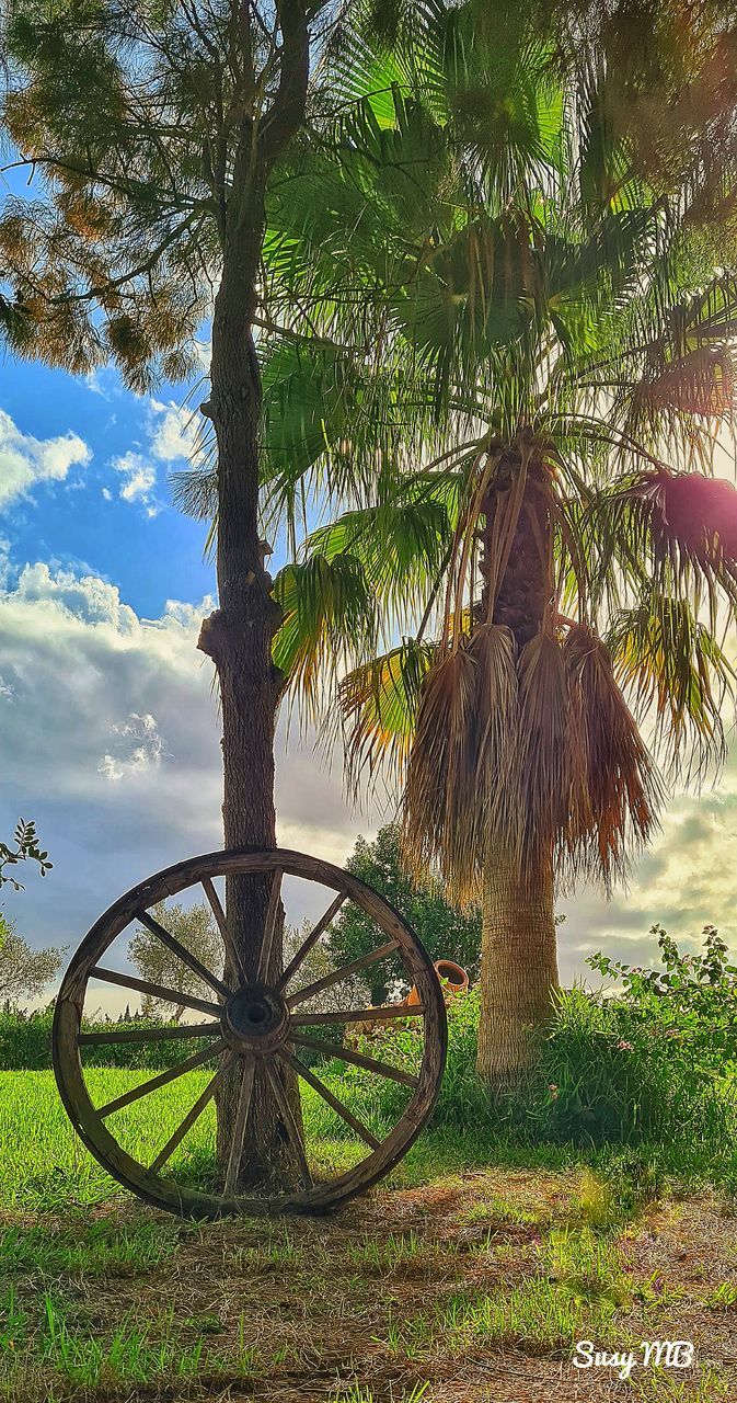 plant, tree, nature, grass, land, sky, no people, flower, palm tree, transportation, day, growth, bicycle, beauty in nature, wheel, tropical climate, green, tranquility, outdoors, cloud, tree trunk, trunk, field, landscape, scenics - nature, tranquil scene, rural area, sunlight, water, vehicle, environment, travel