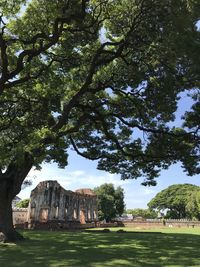 Trees in a park