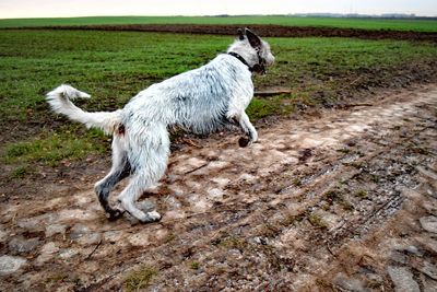 Dog on field