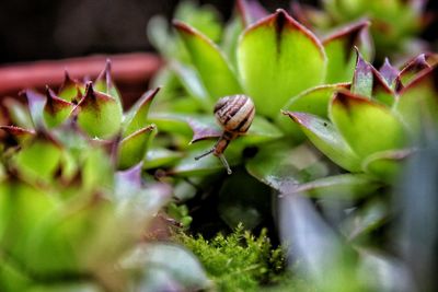 Close-up of insect on plant