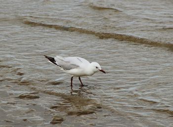 Birds in water