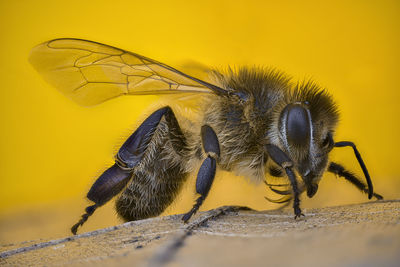 Close-up of bee pollinating on flower