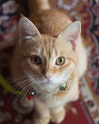 Portrait of cat with kitten