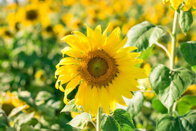 Close-up of yellow sunflower on field