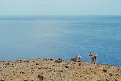 View of sheep on beach