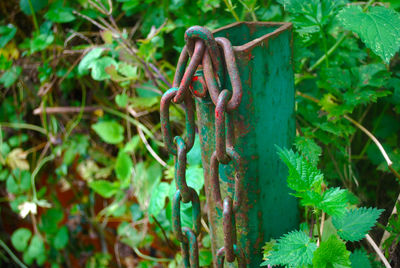 Close-up of rusty plant