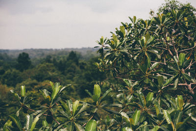 Close-up of fresh green plants against sky