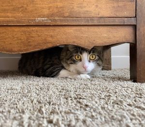 Portrait of a cat on rug