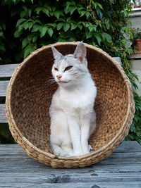 Cat looking away in basket