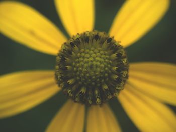 Close-up of yellow flower pollen