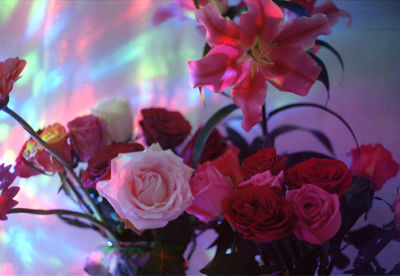 Close-up of pink roses blooming indoors