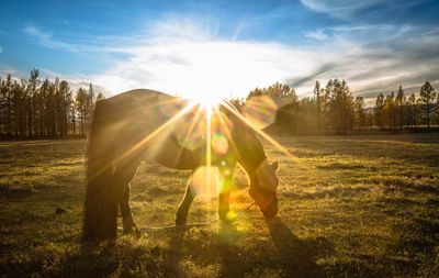 Horse grazing on field against sky during sunny day