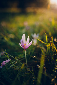 Close-up of pink crocus flowers on field