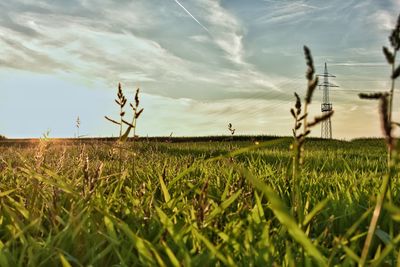 Close-up of wheat field against sky