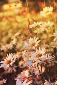 Close-up of flowering plant on field