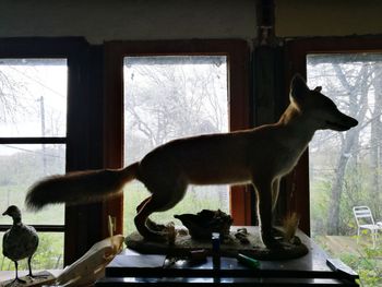 Cat in window