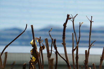 Close-up of dry plants against sky