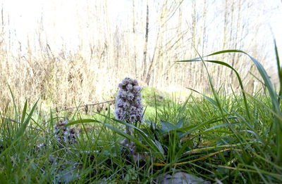 Plants growing on field