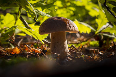 Close-up of mushroom growing on field