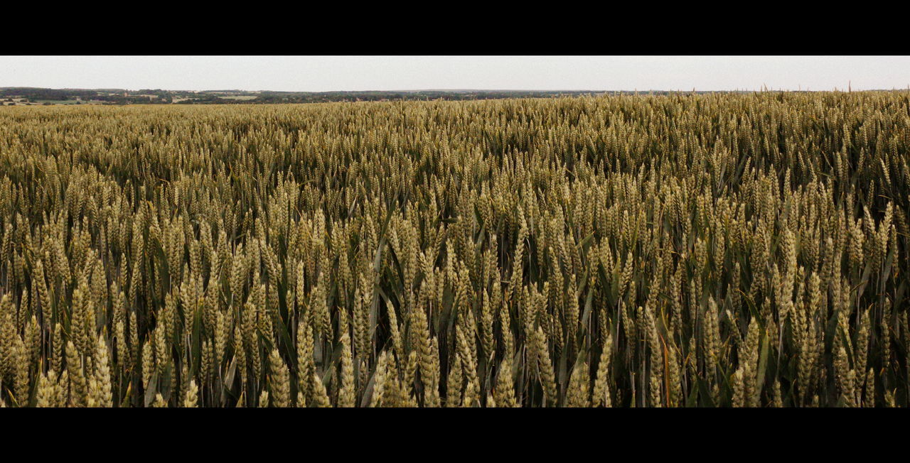 VIEW OF FIELD AGAINST SKY