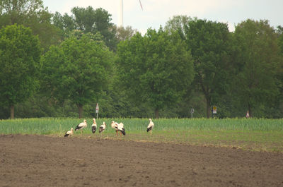 field