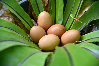 Close-up of fresh green plant