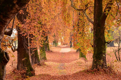 Footpath amidst trees in forest during autumn