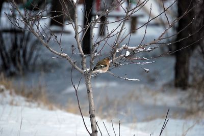 Close-up of twigs