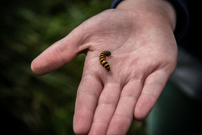 Close-up of a hand holding insect