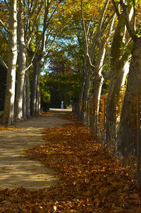 Road passing through forest