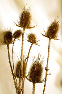 Close-up of thistle cactus against sky