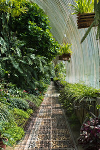 Footpath amidst plants in garden