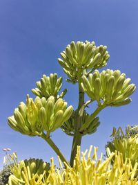 Close-up of yellow flowering plant against blue sky