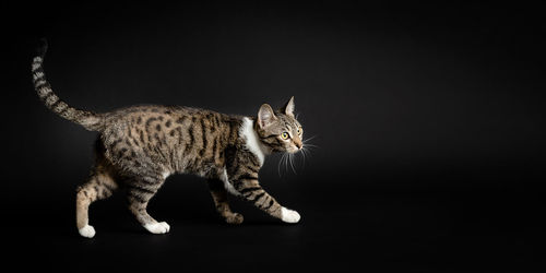 Portrait of cat against black background