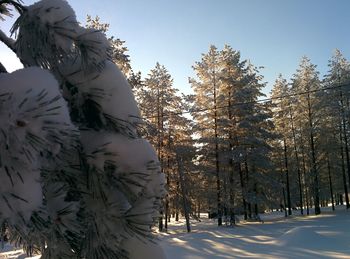 Road passing through trees
