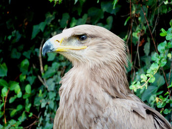 Close-up of eagle