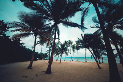 Palm trees on beach against sky