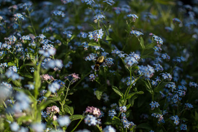 Close-up of flowering plants on field