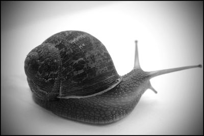 Close-up of snail