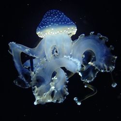 Close-up of jellyfish in water