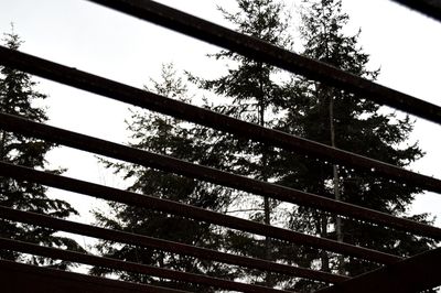 Low angle view of tree against sky