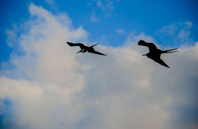 Low angle view of birds flying in sky