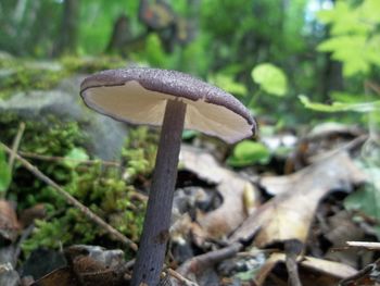 Close-up of mushroom growing on field