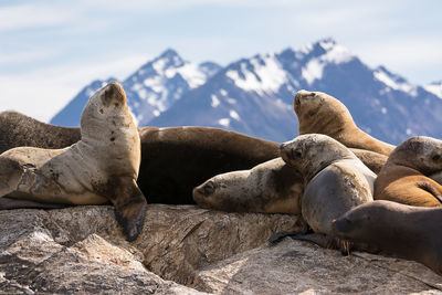 Seals relaxing on rock during winter