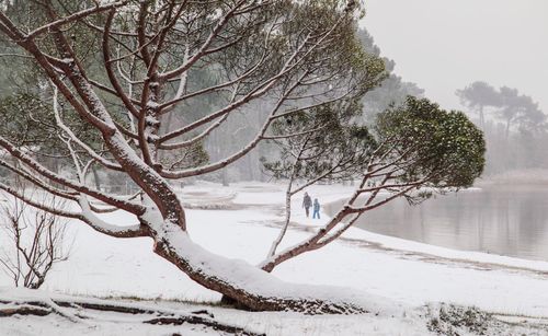 Bare tree on snow covered land against sky